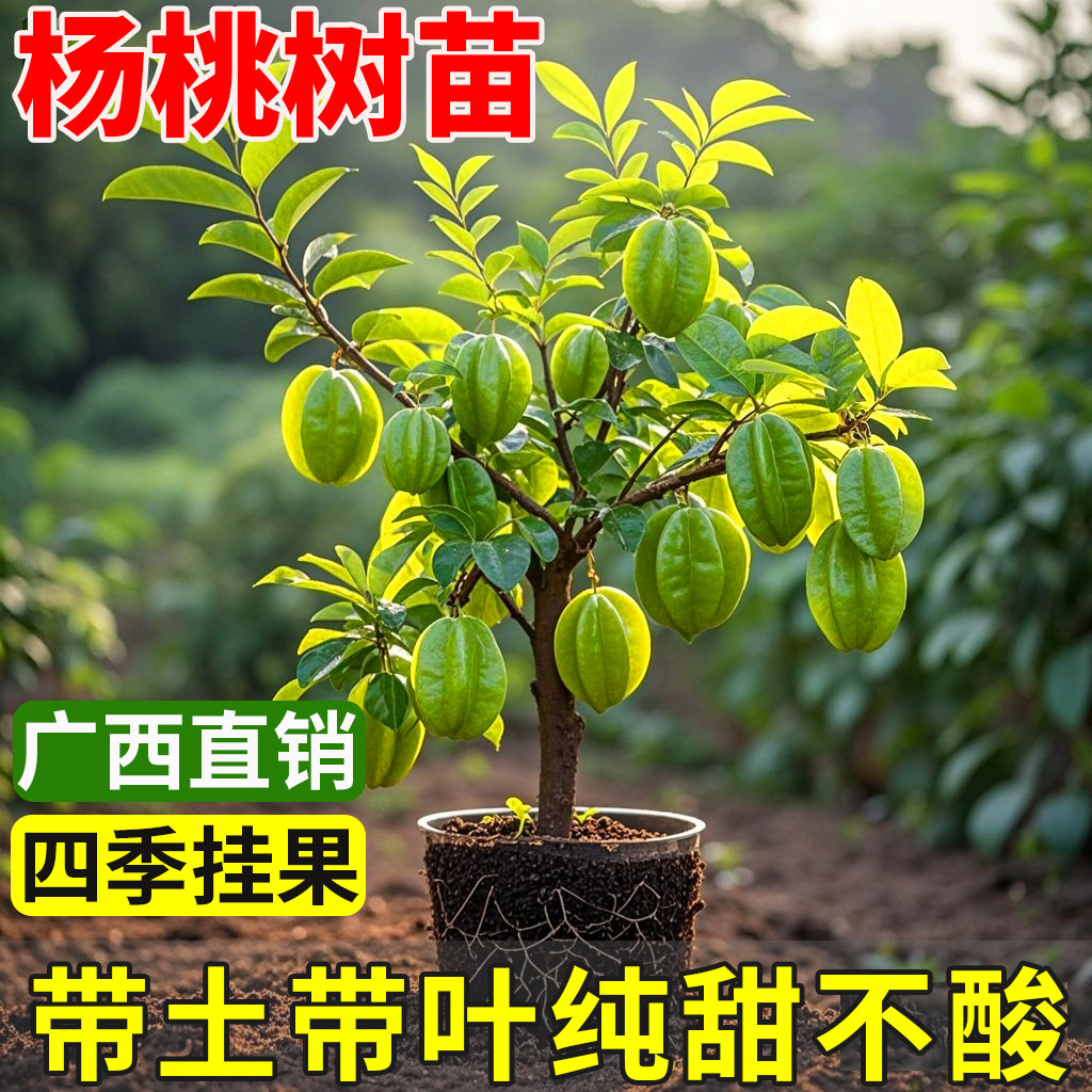 杨桃树苗台湾甜杨桃水果苗纯甜嫁接四季结果庭院地盆栽特大果树苗图片