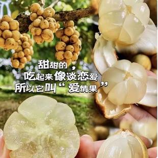 泰国进口龙贡果树苗龙宫果嫁接苗特大杯苗庭院盆栽地栽南北方种植