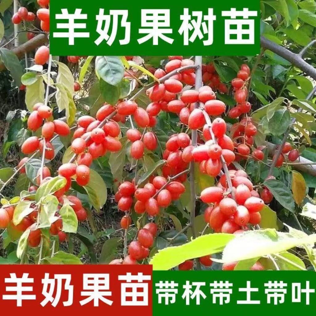 耐寒羊奶果苗盆栽地栽德甜二号果树苗南北方嫁接庭院四季种植果树图片