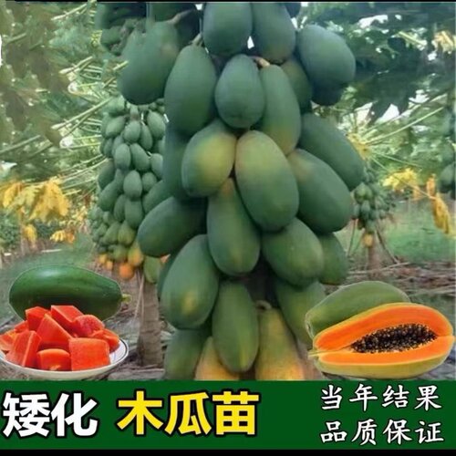 大青红肉水果木瓜苗四季种植