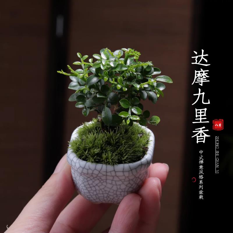 达摩九里香拇指迷你微小盆景绿植盆栽趣味四季常青禅意茶几桌摆件