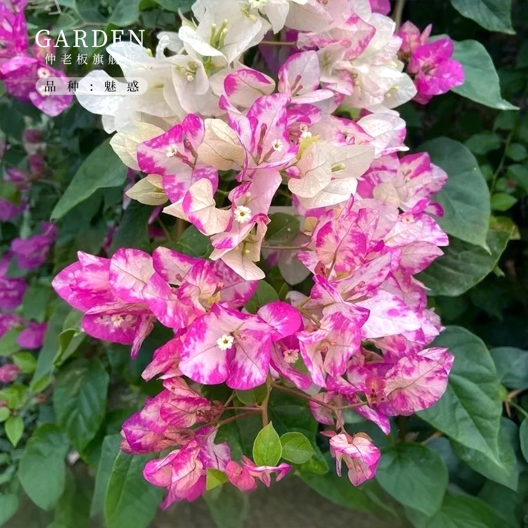 重瓣三角梅盆栽大苗勤花老桩花卉