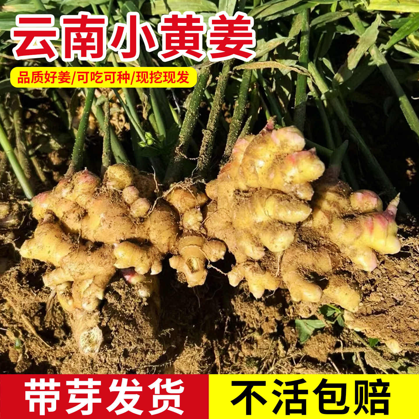 云南小黄姜种正宗老品种现挖带芽生姜老姜大姜秧苗洋姜姜苗秧种植