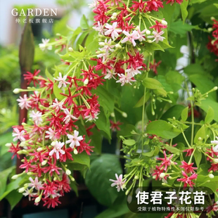 使君子花苗重瓣藤类攀爬植物室外花苗藤本花卉阳台水君子爬藤植物