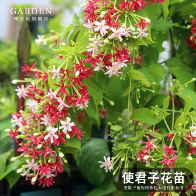 使君子花苗重瓣藤类攀爬植物
