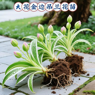 新品金边吊兰重瓣大花绿植花卉
