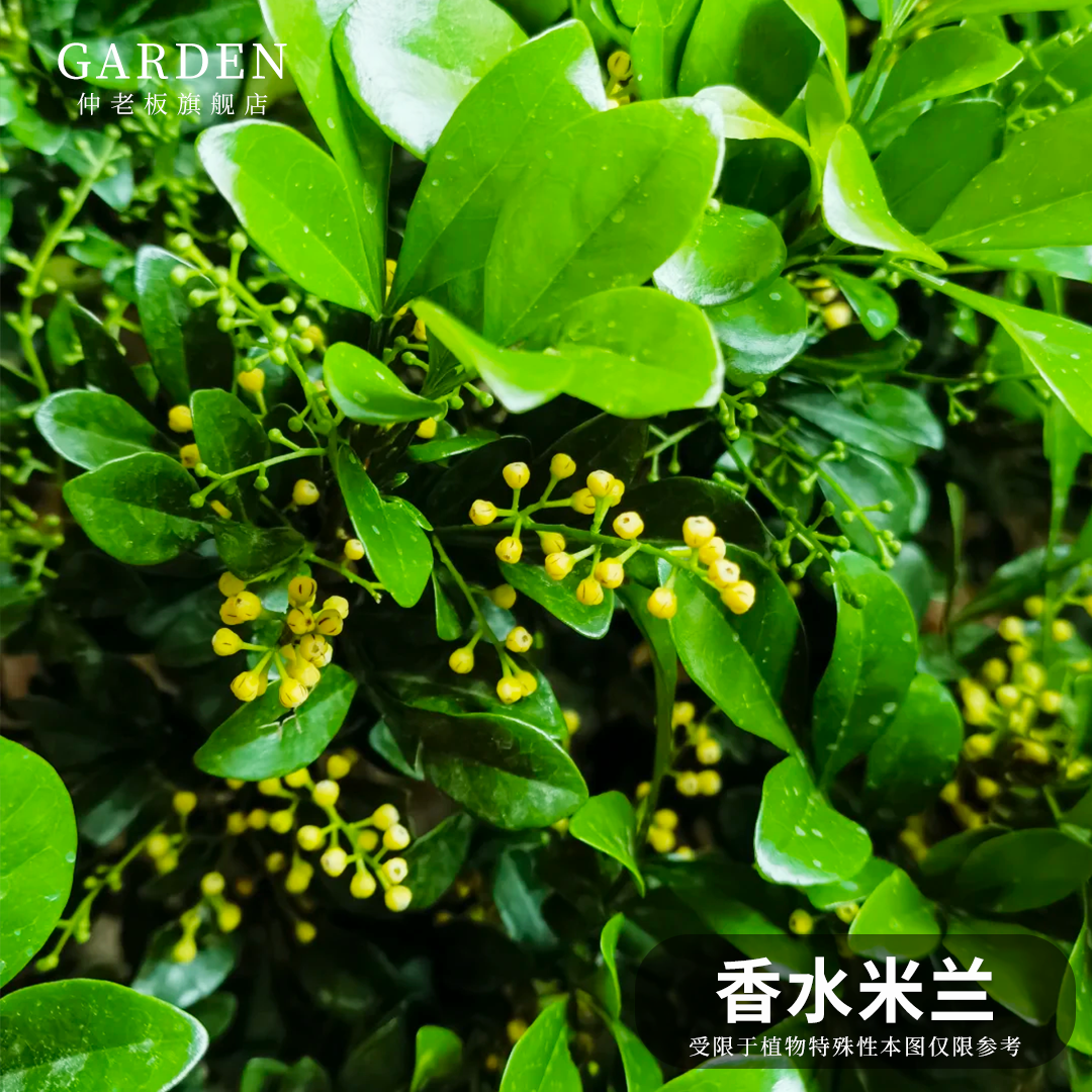 米兰花苗浓香花卉好养耐热植物图片