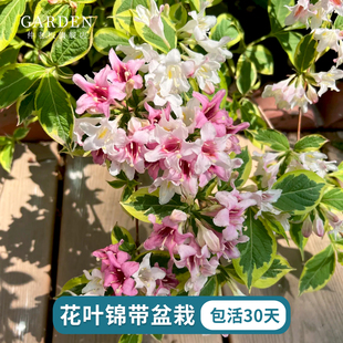 花叶锦带盆栽春季开花灌木耐寒易养室外庭院露台阳台花卉植物盆栽