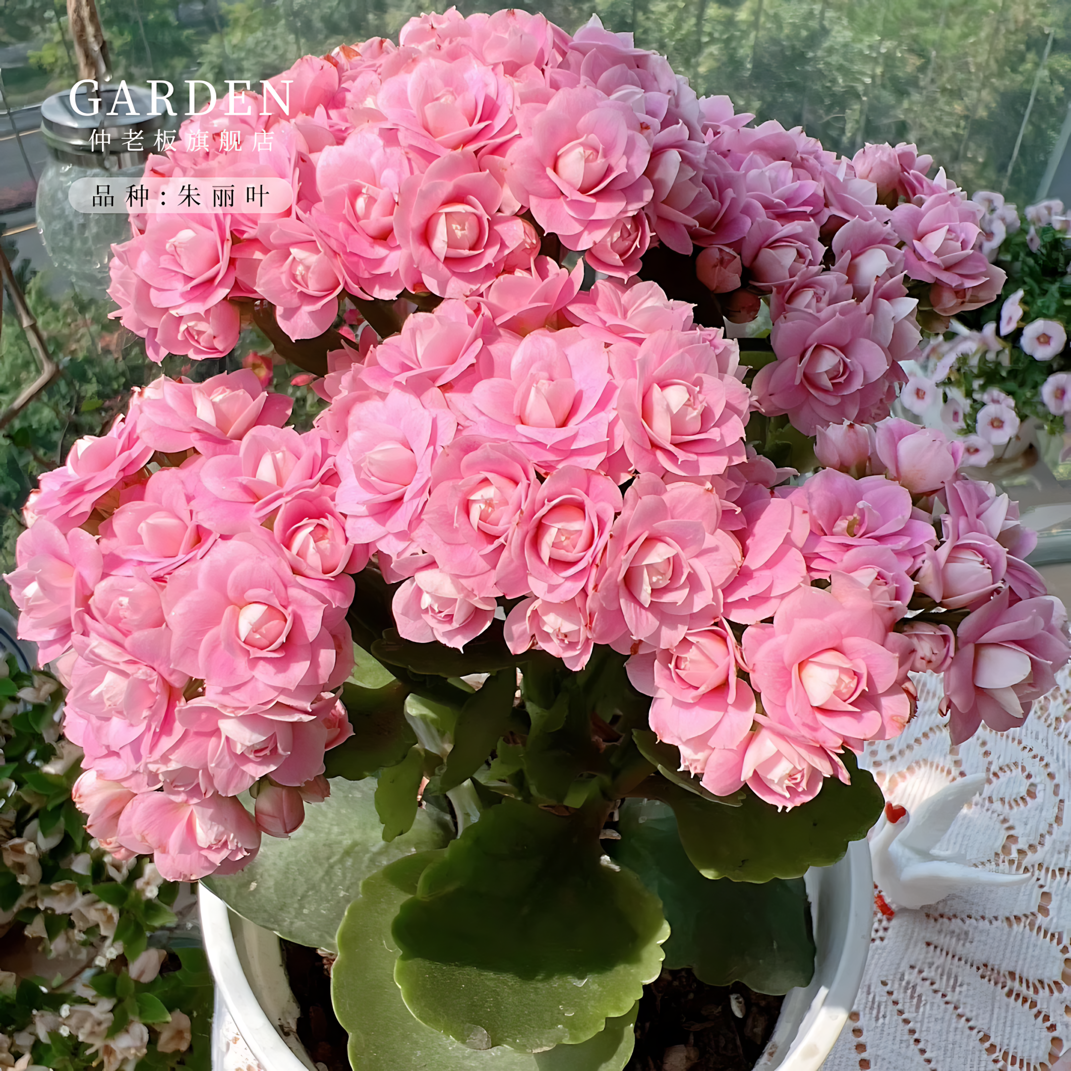 长寿花高级品种朱丽叶粉色重瓣懒