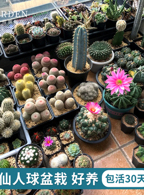 实生仙人球合集星兜组合套餐绯花玉鸾凤玉多肉植物仙人掌盆栽开花