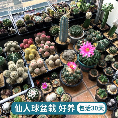 实生仙人球合集星兜组合套餐