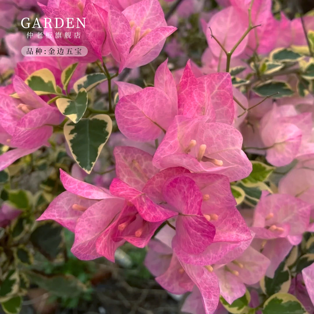 金边五宝三角梅盆栽勤花老桩室内外爬藤植物红梅花卉四季开花好养,鲜花速递/花卉仿真/绿植园艺,时令草本花卉,淘宝优惠券,粉丝福利购,淘宝优惠卷