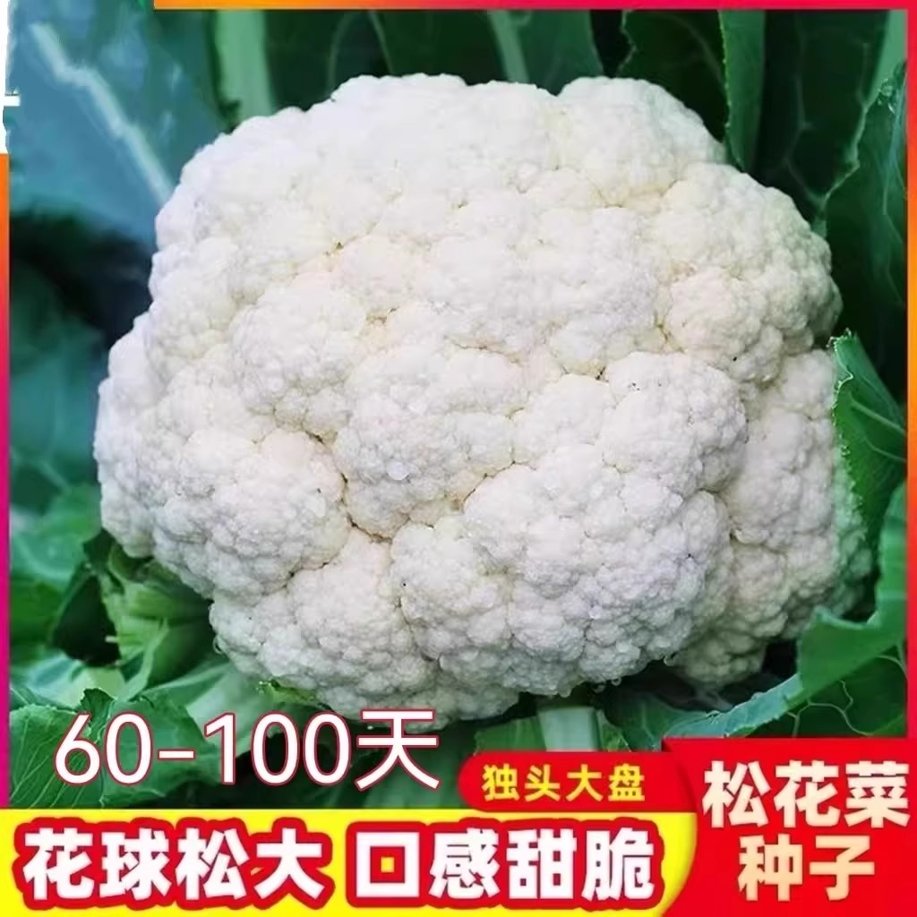 白菜花种子耐寒花菜种籽花椰菜