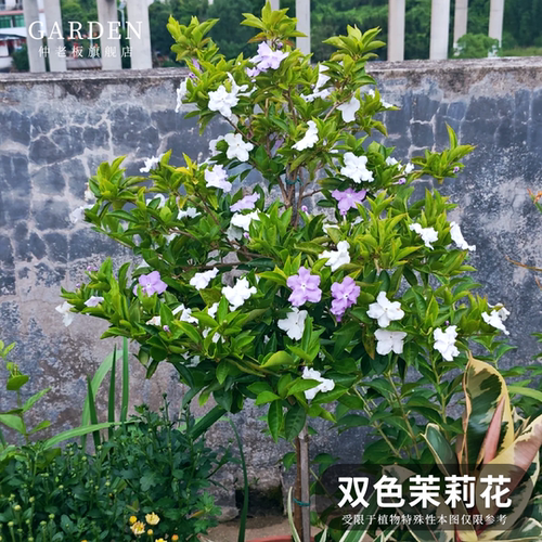 双色茉莉花盆栽室内阳台鲜花卉
