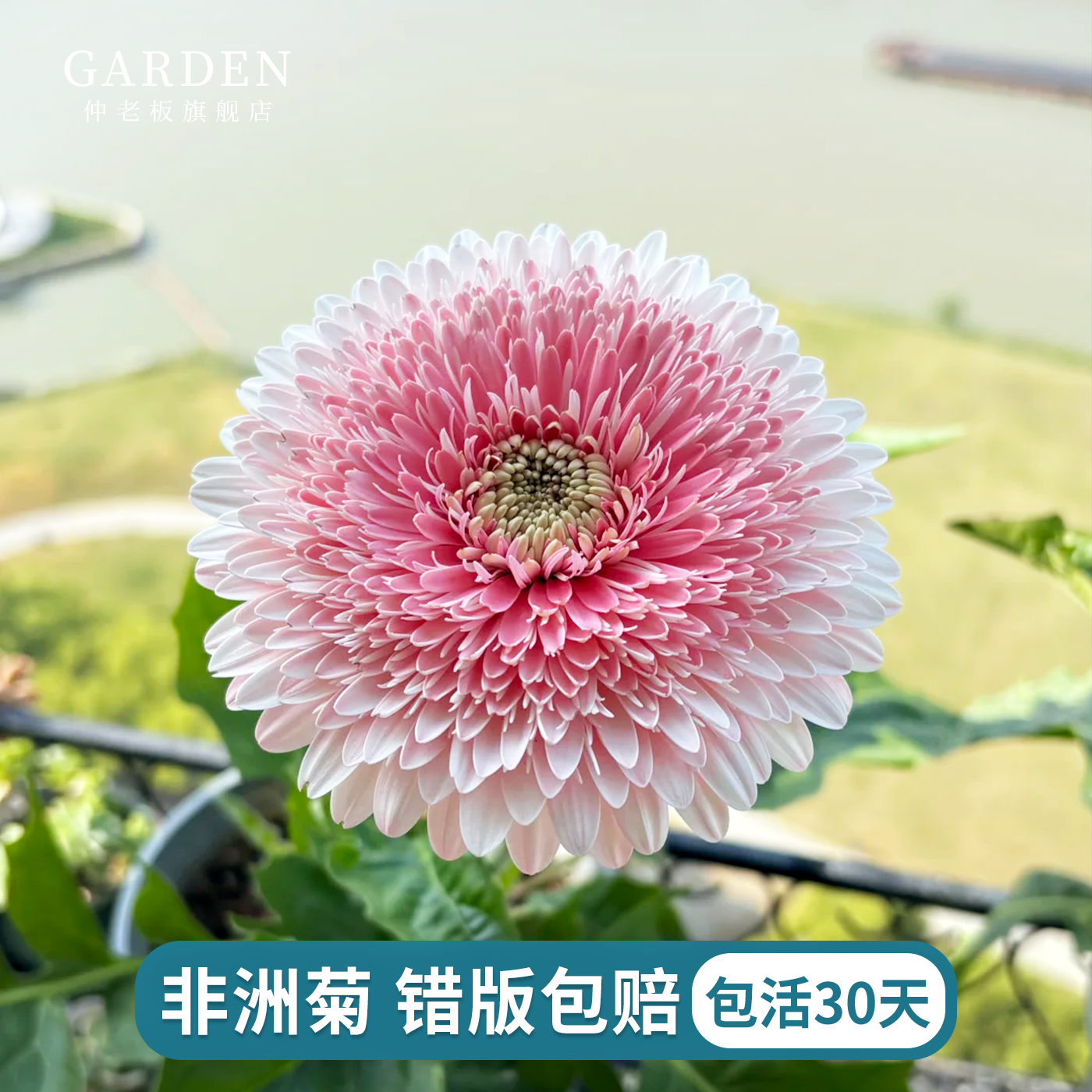 高杆卷边非洲菊扶郎花苗盆栽鲜切花拉丝庭院阳台多年生草本花卉