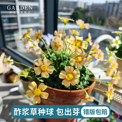酢浆草种球大花橙梦桃之辉盆栽
