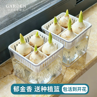 郁金香种球水培套装进口带芽大球盆栽花种子室内阳台水养花卉植物