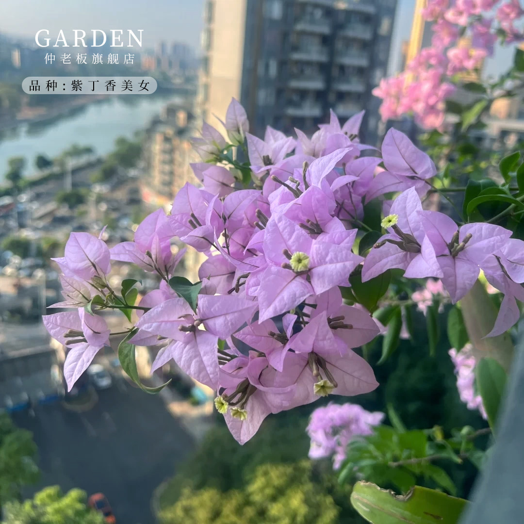 紫丁香美女三角梅盆栽勤花老桩室内室外爬藤植物红梅花卉四季开花