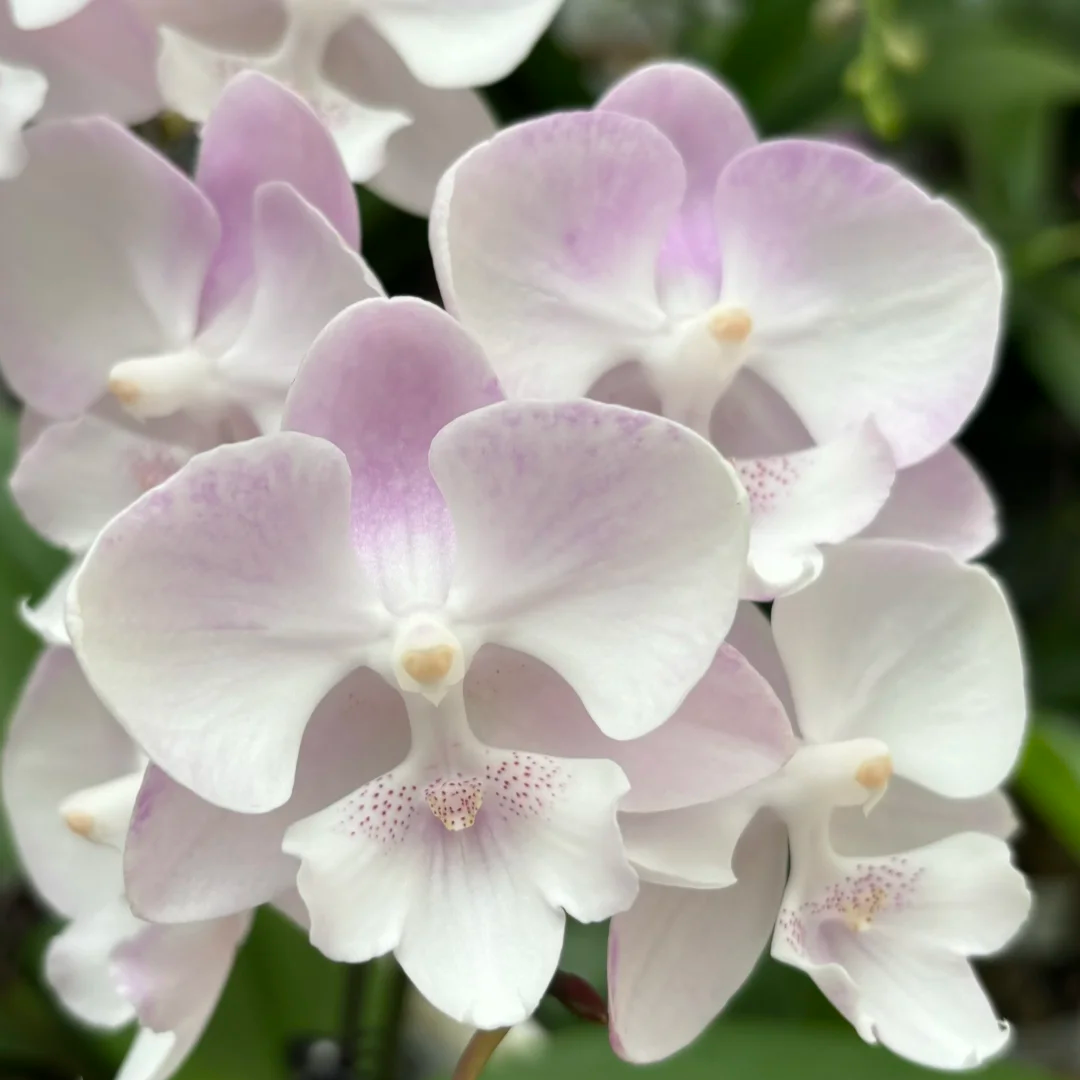 少女心蝴蝶兰花苗带花剑带花苞盆栽兰花大苗客厅室内植物年宵花卉
