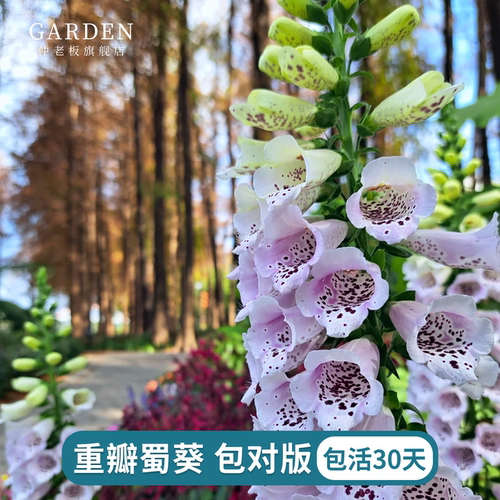 毛地黄盆栽耐热耐寒多年生开花