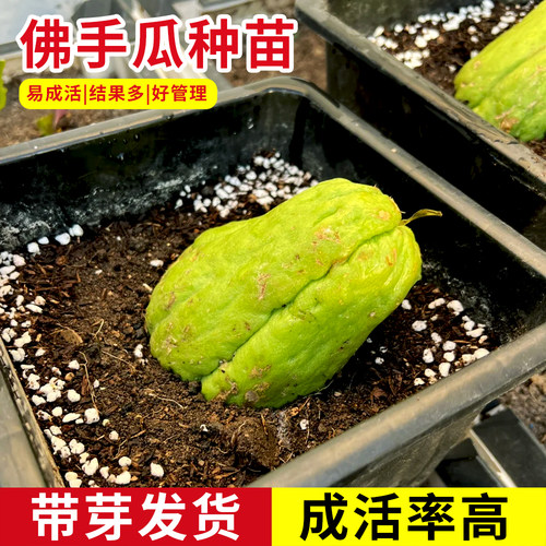 佛手瓜苗种瓜带芽种子种籽子菜苗