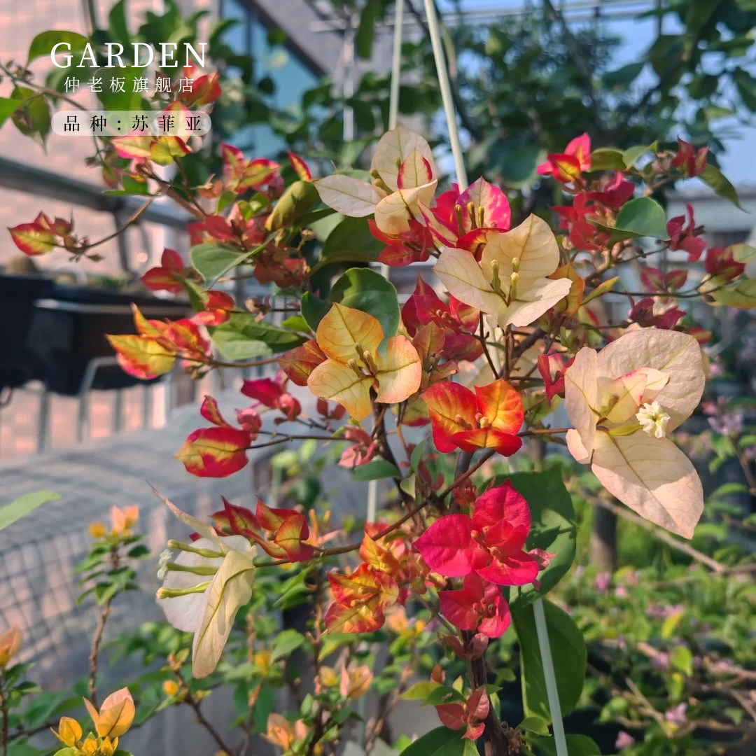 苏菲亚三角梅盆栽勤花老桩室内外爬藤植物红梅花卉四季开花好养活