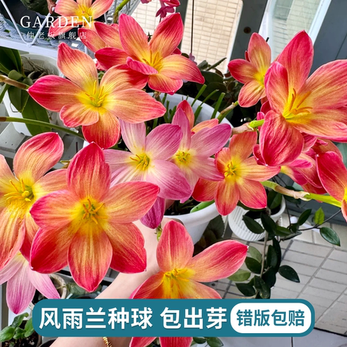 风雨兰种球清香型室内外容易开花