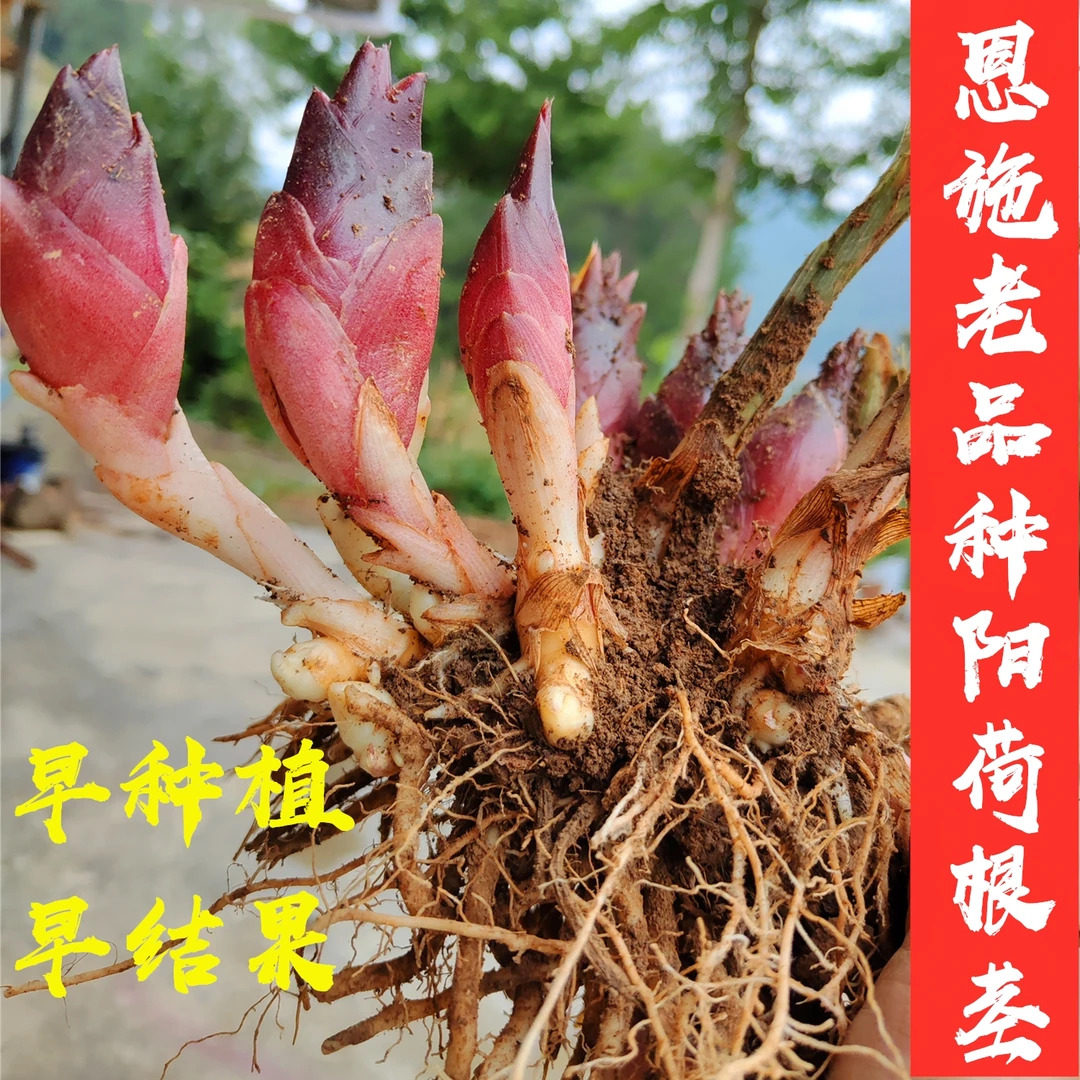恩施洋荷姜根洋火姜根农家种植阳台蔬菜种基地直发现挖阳荷根种子