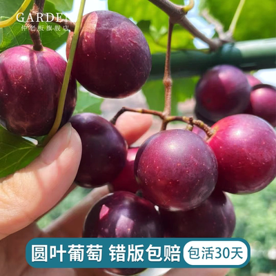 圆叶葡萄苗红宝石盆栽果树易养
