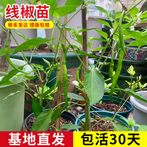 线椒尖椒苗丰产四季家庭种植好养