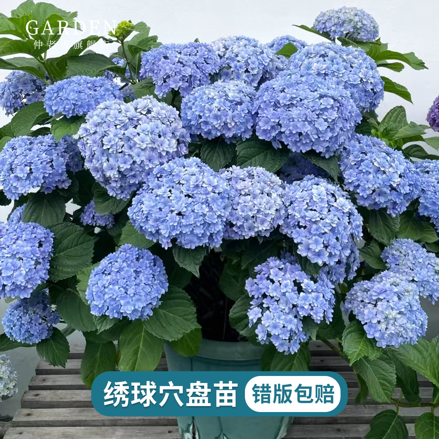 �޾��� Ѩ���硾���԰� ����30�졿 �������޾��Ĵ���������С�� 23.4Ԫ��5��(��4.68Ԫ/��)