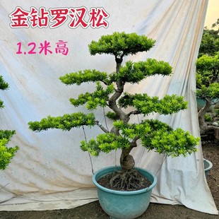 大型罗汉松盆栽树桩四季常青庭院大树别墅盆景金钻迎客松室外绿植