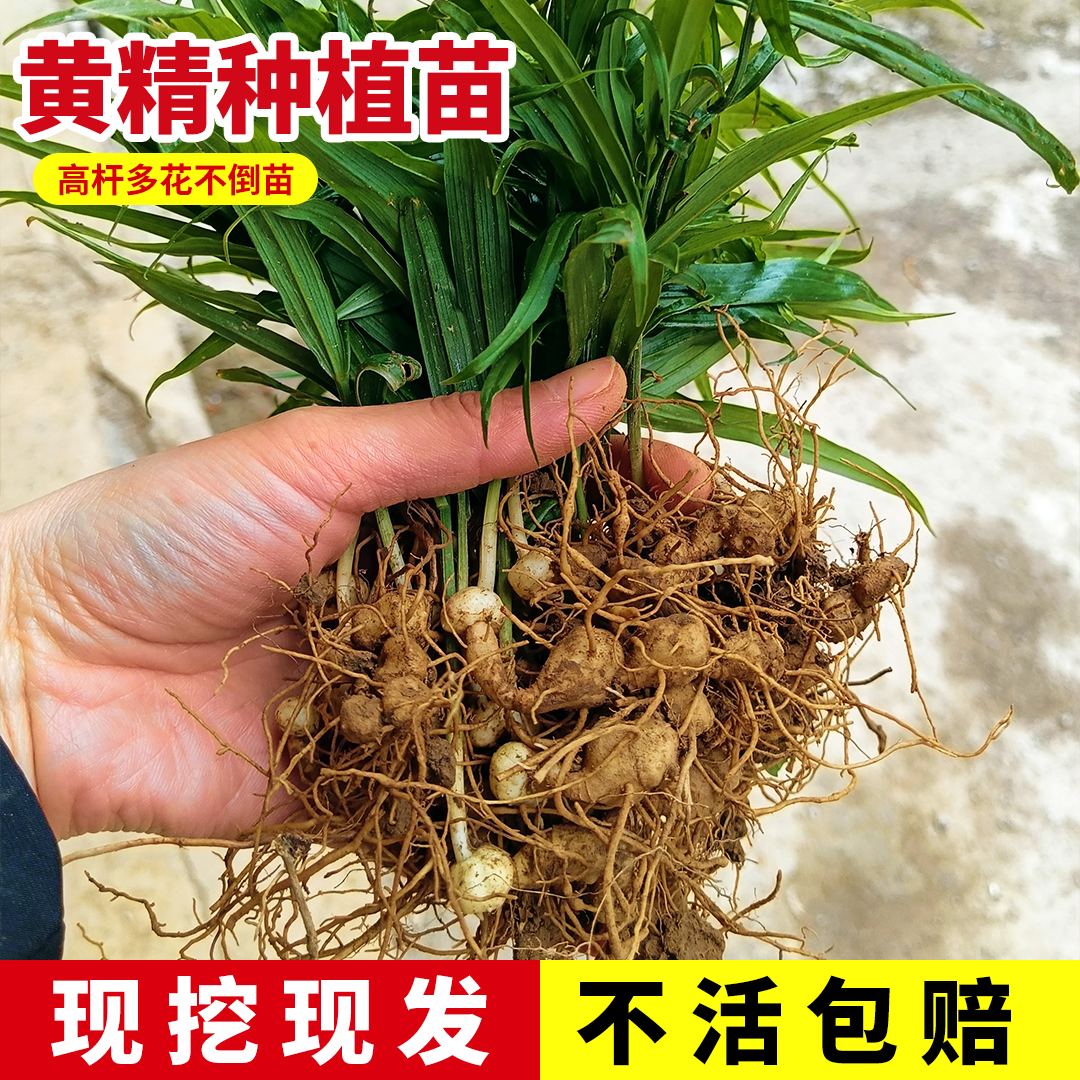 黄精种植苗老虎姜苗姜型易种多花不倒苗红花滇可盆栽鸡头黄精种苗