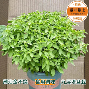 食用九层塔盆栽金不换苗罗勒盆栽紫苏植物调味香料香草室内外绿植