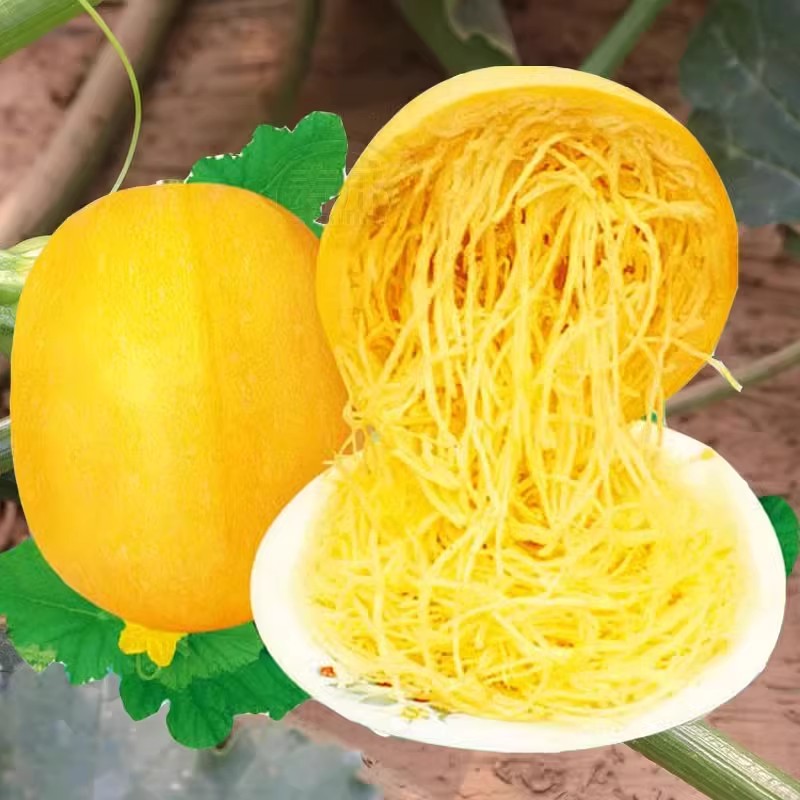 金丝搅瓜种子种籽苗丝瓜粉丝绞瓜黄金瓜西葫芦南瓜蔬菜秧苗孑茭瓜