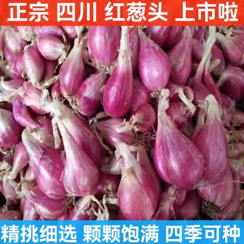 四川红葱头四季小香葱种葱种子