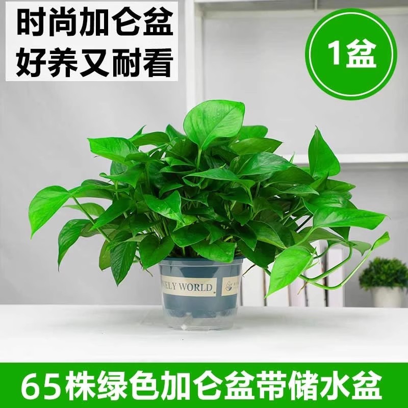 新房绿萝盆栽室内客厅绿植花卉家用净化空气长藤绿箩植物室内吊兰
