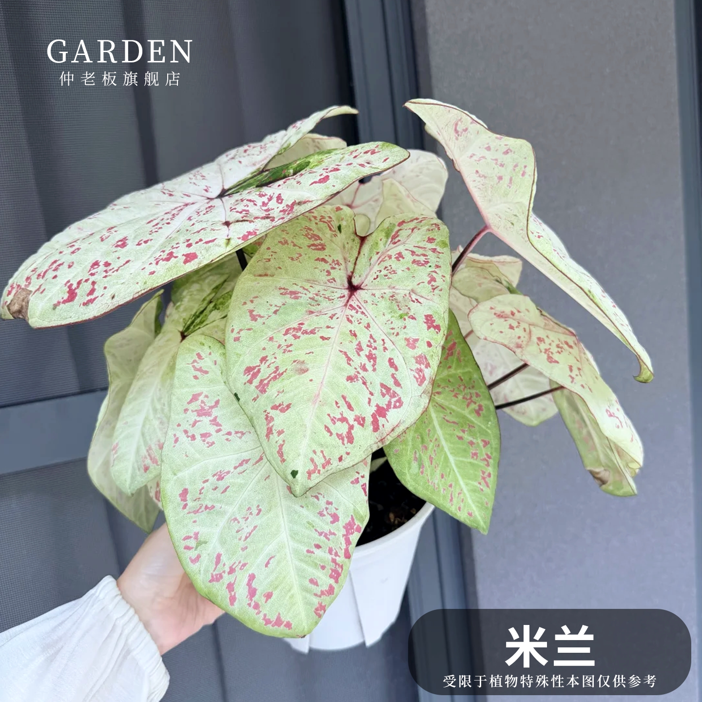 彩叶芋盆栽大球观叶植物好养活图片