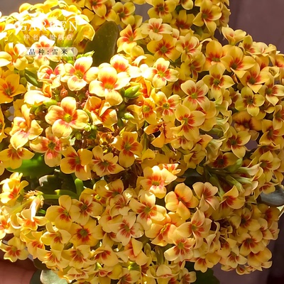 雷米长寿花苗单瓣花盆栽