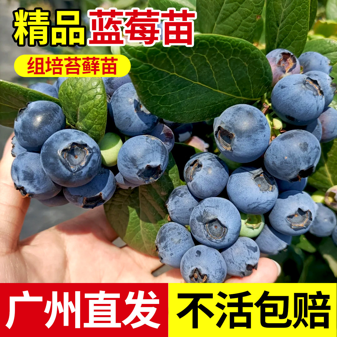 蓝莓脱毒组培苔藓苗蓝莓树果苗南高丛北高从盆栽地栽阳台小苗种植