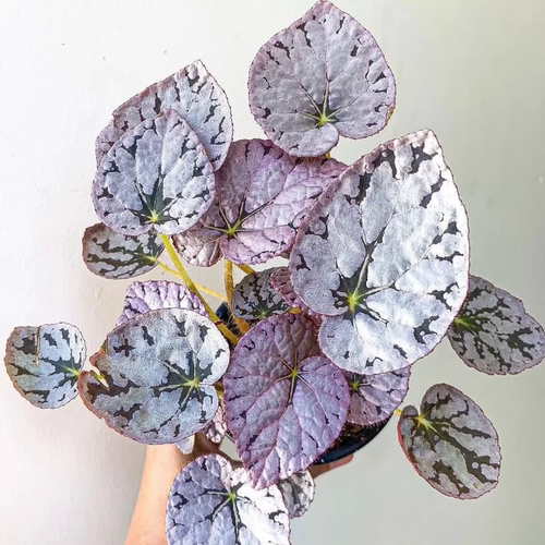 银币秋海棠室内绿植观叶赏花盆栽