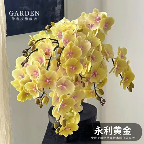 永利黄金蝴蝶兰花苗带花剑年宵花