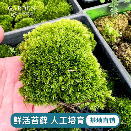 鲜活苔藓桌面生态微景观青苔铺面