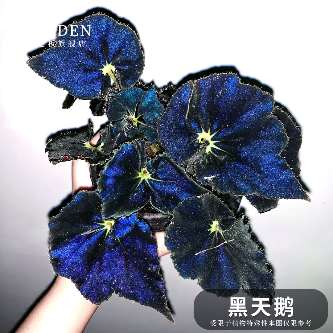 黑天鹅秋海棠盆栽鳟鱼竹节蓝色阳台室内桌面绿植四季好养植物花卉
