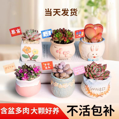 多肉植物小盆栽大颗好养栽好发货