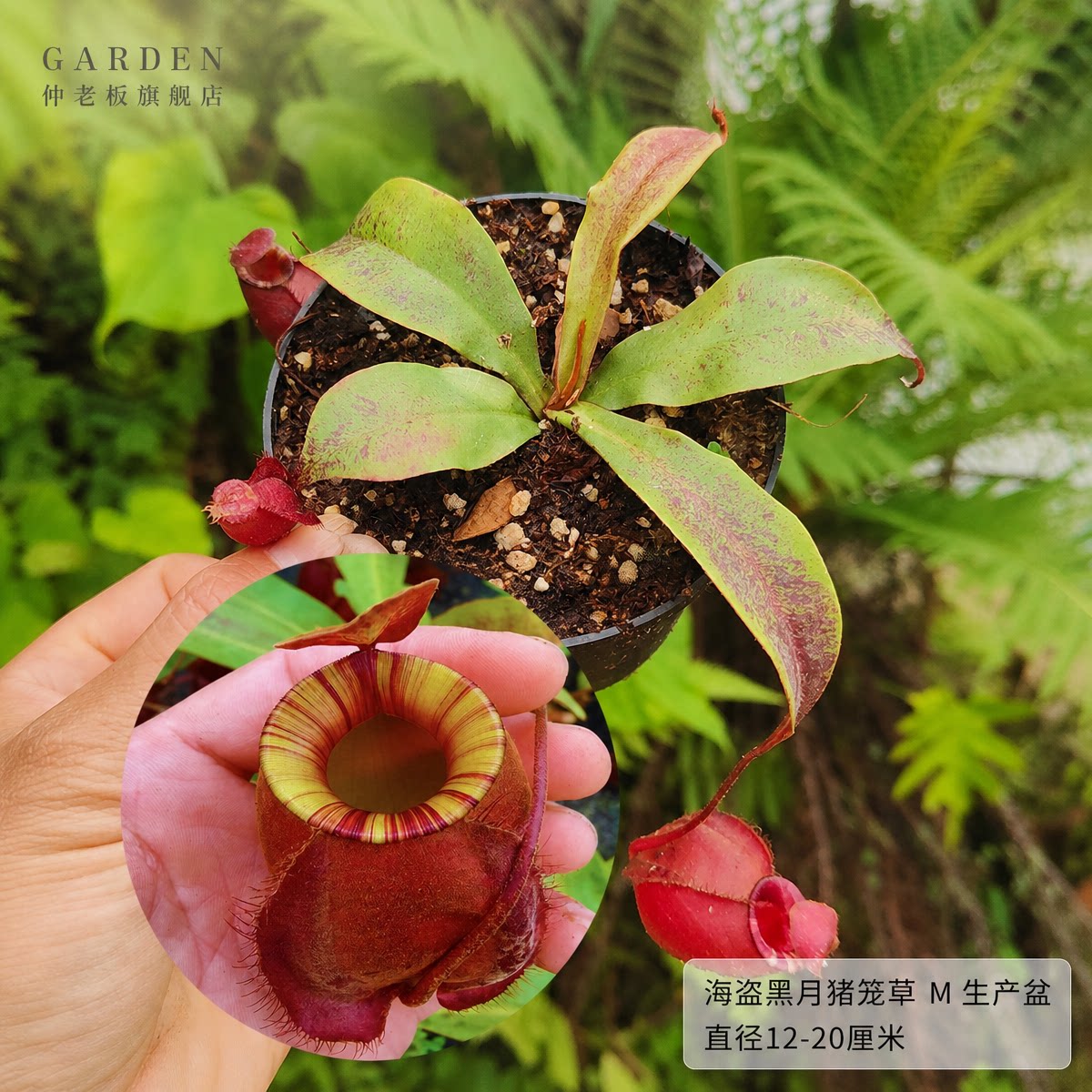 捕蝇草植物盆栽食虫草捕虫草猪笼草茅膏菜驱蚊超大食人花桌面绿植