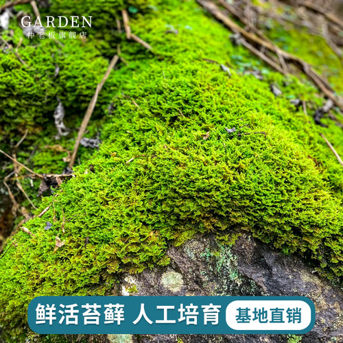 整块鲜活苔藓微景观盆景铺面造景