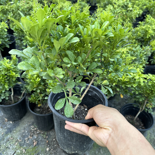 香水米兰花盆栽花卉绿植客厅室内老桩带花苞开花好养阳台植物树苗