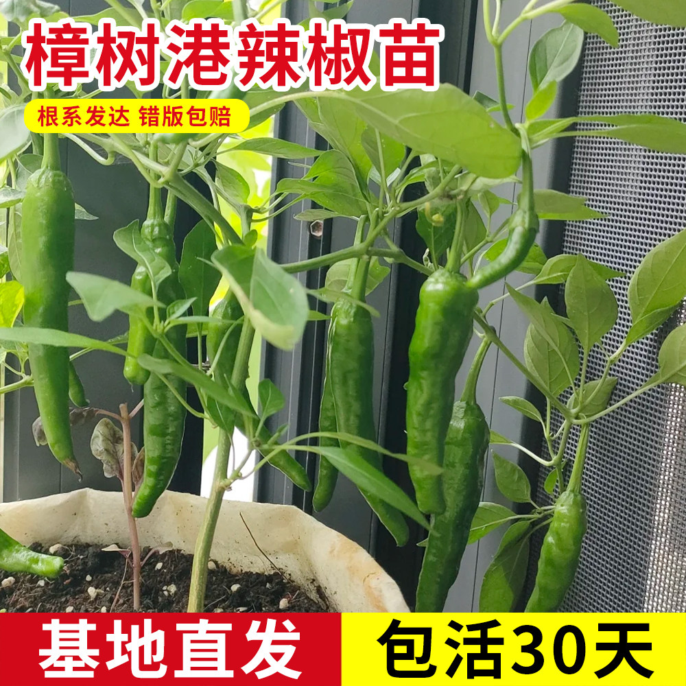 正宗樟树港辣椒苗四季盆栽好养图片