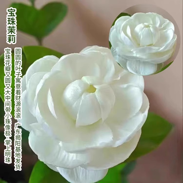 宝珠茉莉花苗圆叶白茉莉超重瓣